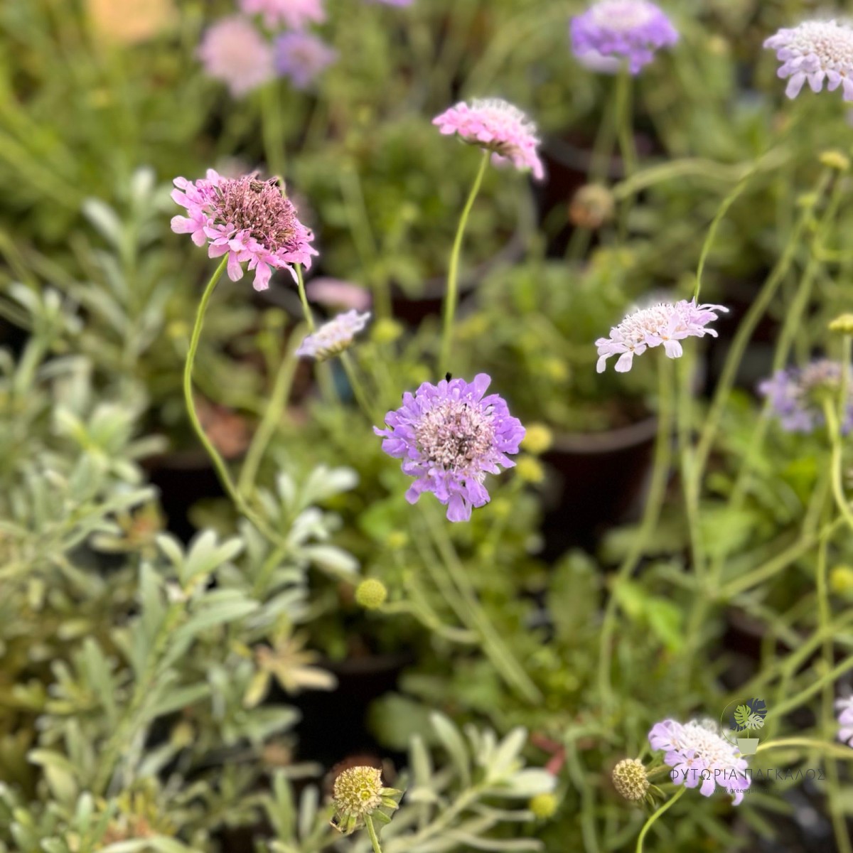 Σκαμπιόζα (Scabiosa spp.) | Πολυετές Ανθοφόρο Φυτό με Μεγάλη Διάρκεια Ανθοφορίας - 2 lt